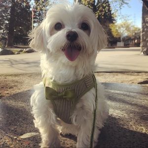 Meet your Posher, Shoppegirl2020